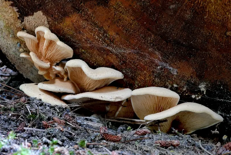 A cluster of pale oyster mushrooms growing
